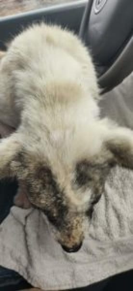 Sandy 36 cm (Pflegestelle)