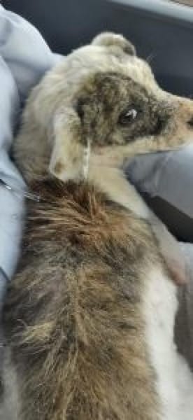 Sandy 36 cm (Pflegestelle)