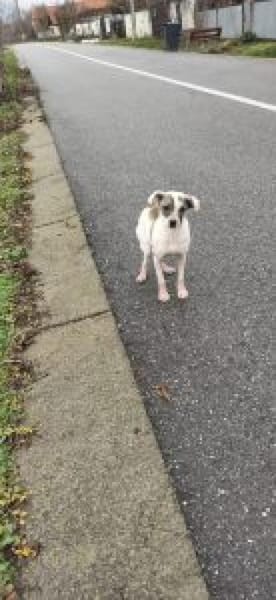 Sandy 36 cm (Pflegestelle)