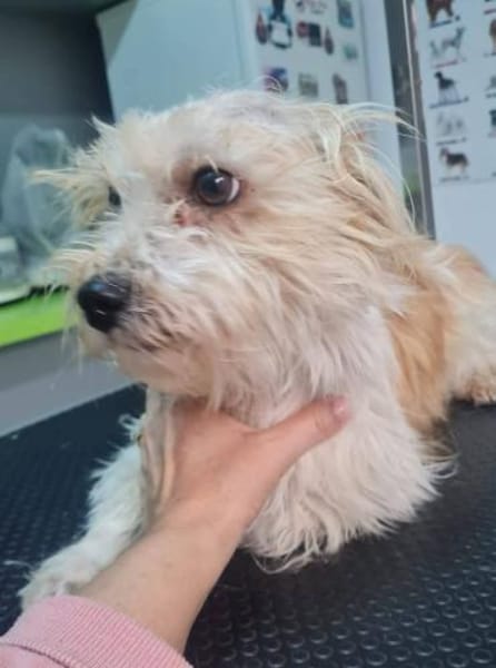 Levi, Herzensbrecher sucht Familie