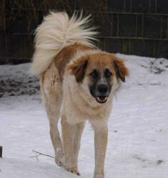 Linus, Pflegestelle in Hessen