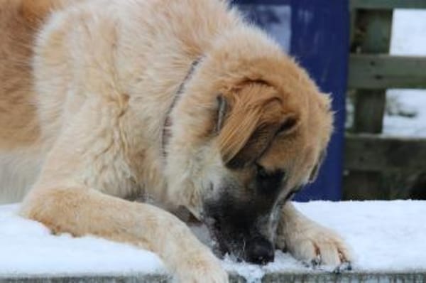 Linus, Pflegestelle in Hessen