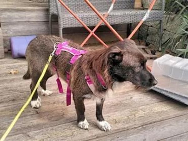 ROSETTA - auf Pflegestelle in Bayern