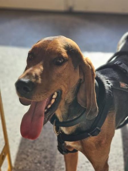 Pluto aus 04357 Leipzig