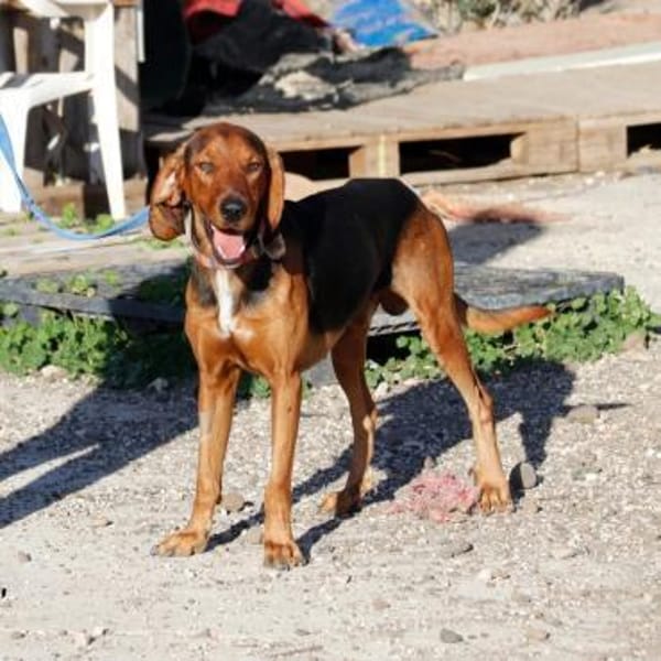 Pluto aus 04357 Leipzig