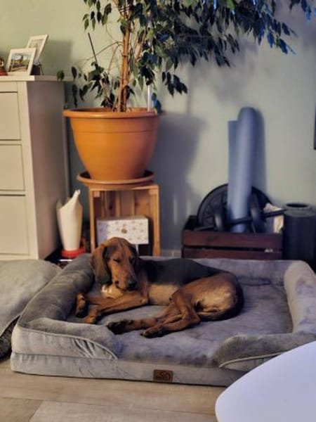 Pluto aus 04357 Leipzig