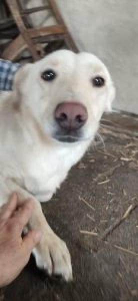 Biene 40 cm (Pflegestelle)