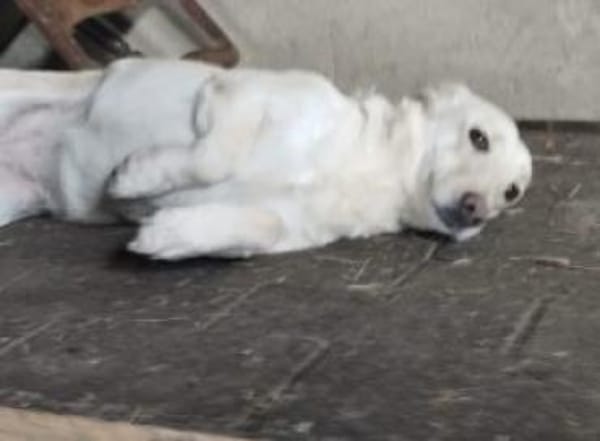 Biene 40 cm (Pflegestelle)