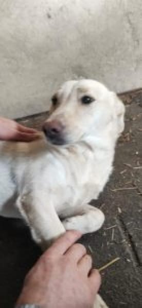 Biene 40 cm (Pflegestelle)