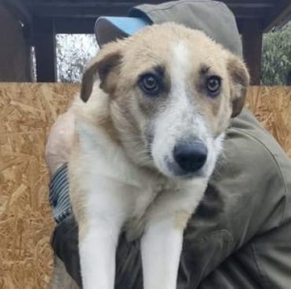 Lissy 50 cm (Pflegestelle)