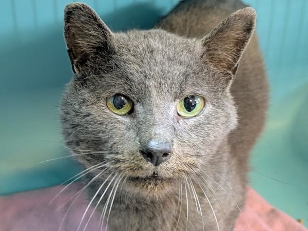 FELIZ att extraction