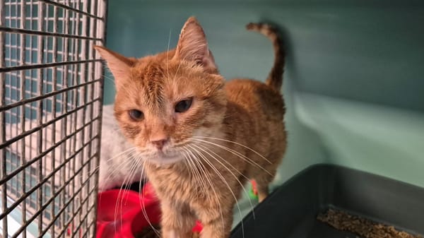 TOULKI recherche FR ou adoption