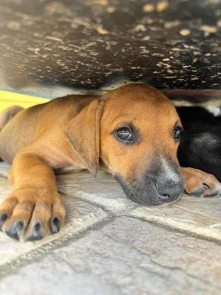 GOLIATH LE MAGNIFIQUE