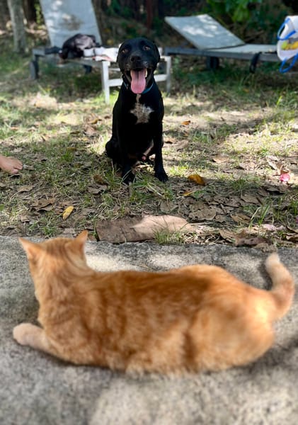 Victor, mâle X berger, né le 10/10/2024