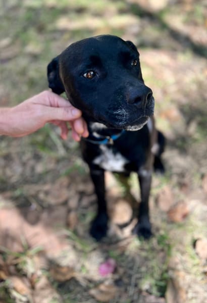 Victor, mâle X berger, né le 10/10/2024