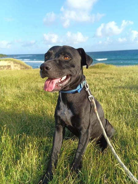 Victor, mâle X berger, né le 10/10/2024