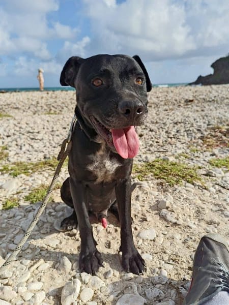 Victor, mâle X berger, né le 10/10/2024