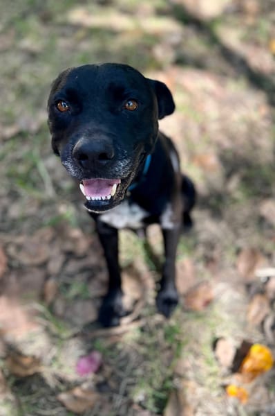 Victor, mâle X berger, né le 10/10/2024