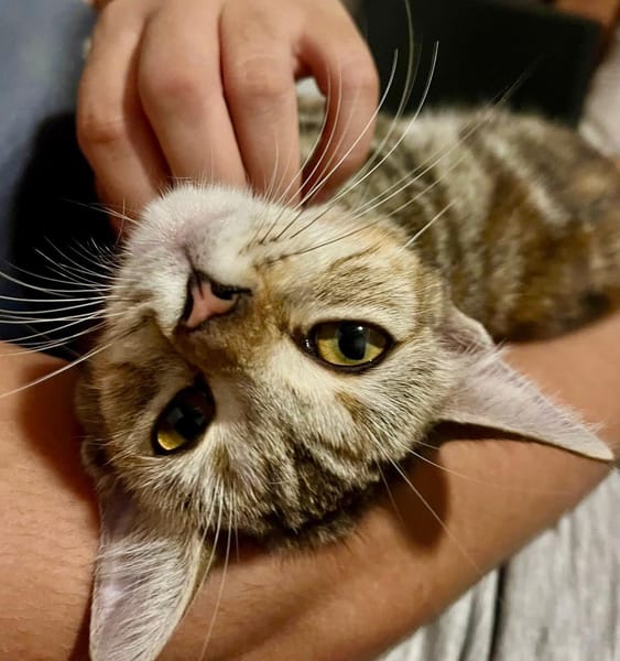 Aziza, femelle X européen, née le 05/05/2025🐱