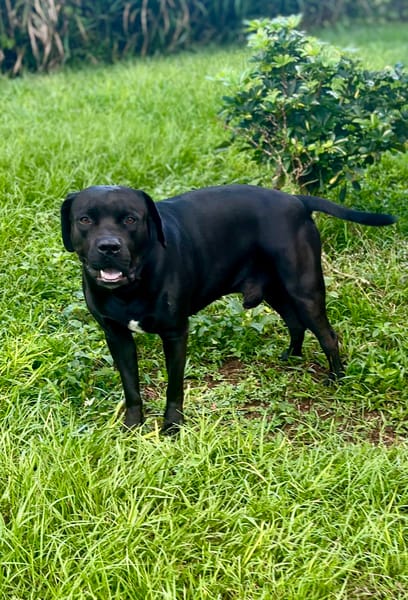 Tito, mâle croisé berger, né le 10/02/2022 🐶