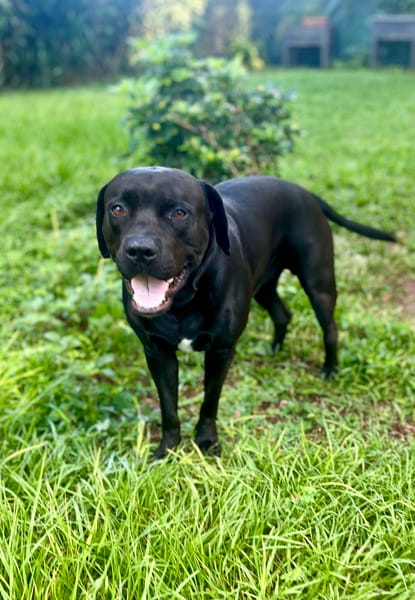 Tito, mâle croisé berger, né le 10/02/2022 🐶