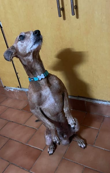 Tchoupi, mâle X Pinscher né le 01/01/2017🐶