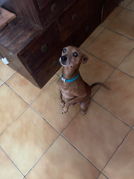 Tchoupi, mâle X Pinscher né le 01/01/2017🐶