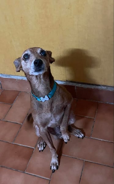 Tchoupi, mâle X Pinscher né le 01/01/2017🐶