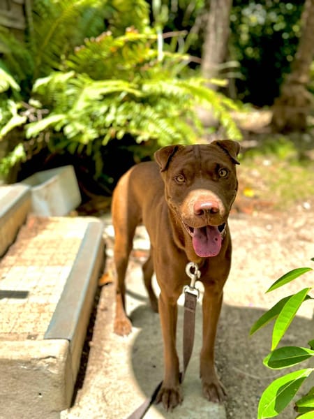 Pollux, mâle croisé shar pei, né le 03/06/2024🐶
