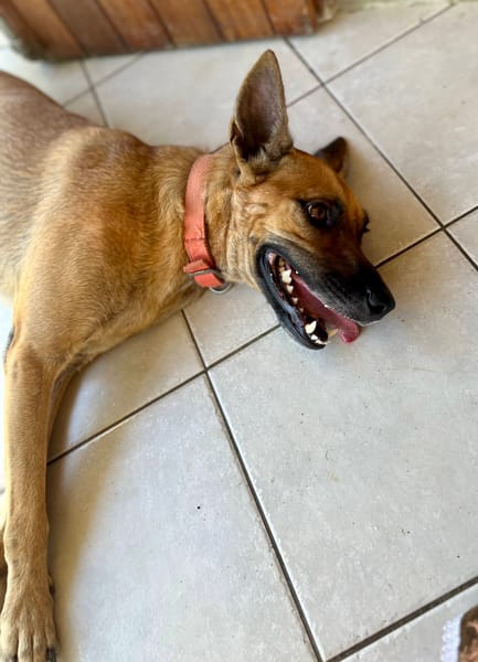 Oona, femelle croisée chien de berger belge, née le 01/07/2024