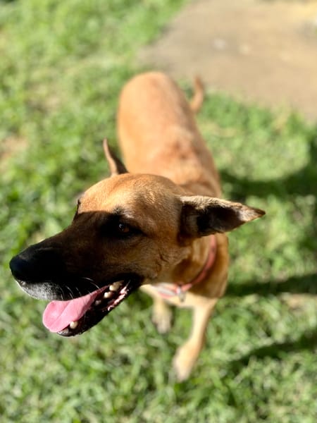 Oona, femelle croisée chien de berger belge, née le 01/07/2024