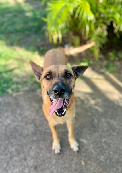 Oona, femelle croisée chien de berger belge, née le 01/07/2024