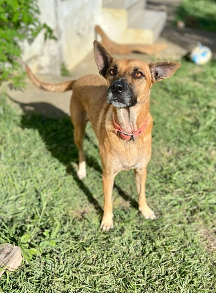 Oona, femelle croisée chien de berger belge, née le 01/07/2024