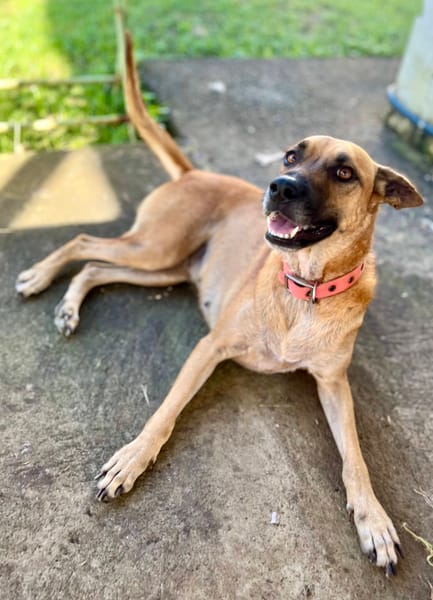 Oona, femelle croisée chien de berger belge, née le 01/07/2024