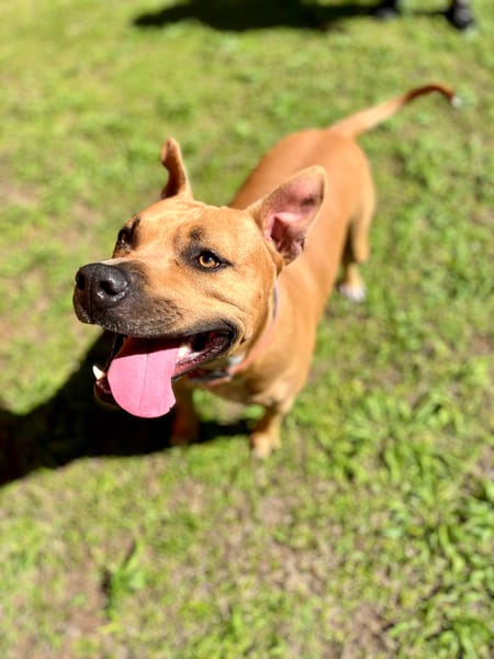 Omy, mâle croisé berger, né le 31/01/2024🐶