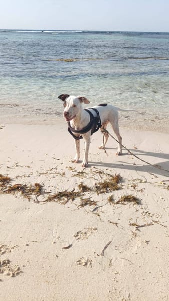 Neo, mâle croisé berger, né le 01/01/2025 🐶