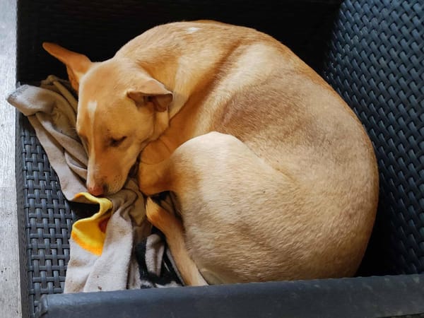 Gribouille, femelle croisée berger, née le 25/10/2024