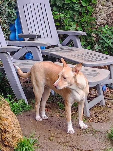 Gribouille, femelle croisée berger, née le 25/10/2024