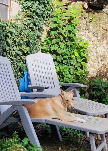 Gribouille, femelle croisée berger, née le 25/10/2024