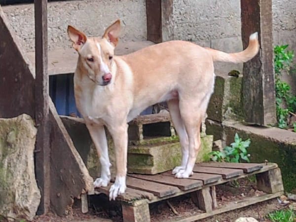 Gribouille, femelle croisée berger, née le 25/10/2024