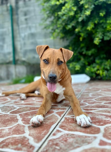 Frisky, mâle X croisé berger , né le 01/04/2025