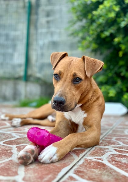 Frisky, mâle X croisé berger , né le 01/04/2025