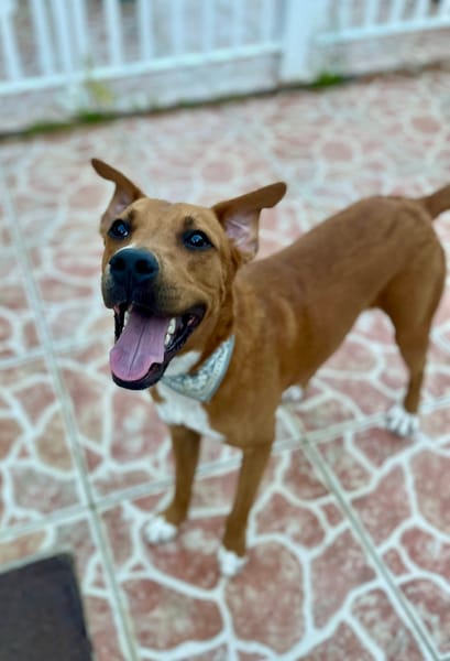 Frisky, mâle X croisé berger , né le 01/04/2025