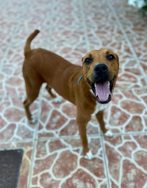 Frisky, mâle X croisé berger , né le 01/04/2025