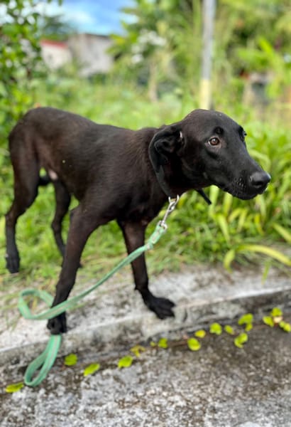 Dusty, mâle croisé berger, né le 15/06/2025 🐶