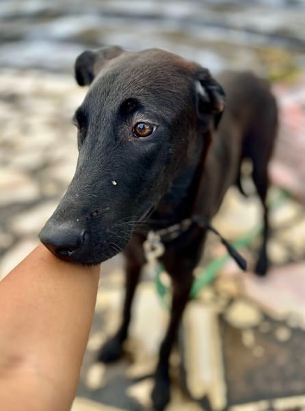 Dusty, mâle croisé berger, né le 15/06/2025 🐶