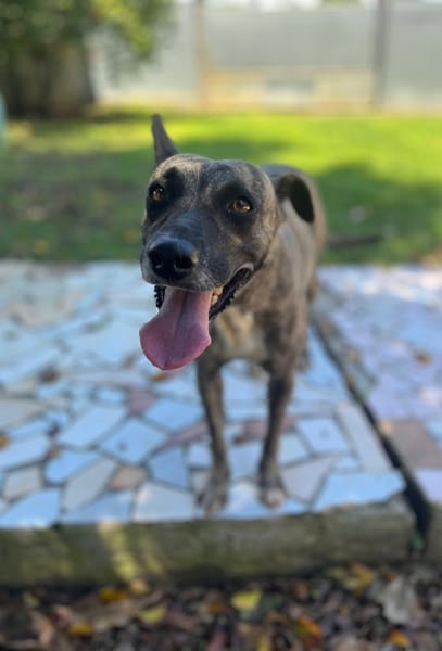 Donna, femelle, croisée berger, née le 10/09/2023