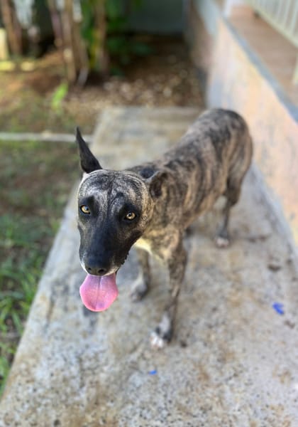 Donna, femelle, croisée berger, née le 10/09/2023
