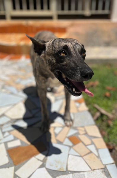 Donna, femelle, croisée berger, née le 10/09/2023