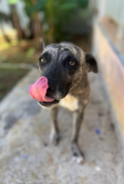 Donna, femelle, croisée berger, née le 10/09/2023